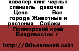  кавалер кинг чарльз спаниель -девочка › Цена ­ 45 000 - Все города Животные и растения » Собаки   . Приморский край,Владивосток г.